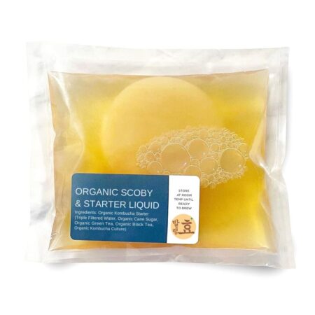 kombucha scoby 1